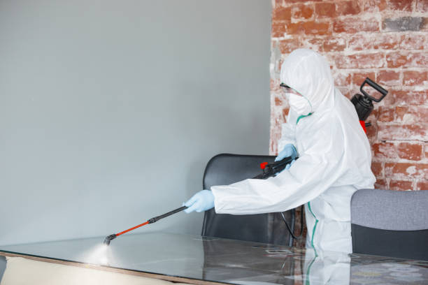 Best Attic Mold Removal in USA